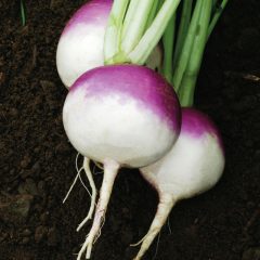 Try Purple Top Turnips This Fall And Winter