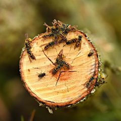 Yellow Jackets Are More Aggressive This Time Of Year