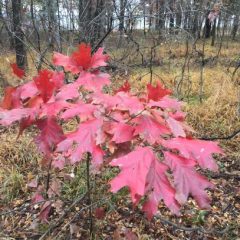 Cool Nights, Fall Leaves, Campfires And Thankfulness At Cooper Lake State Park