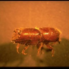 Pine Bark Beetles Are Relatively Common Pests That Can Quickly Kill Pine Trees