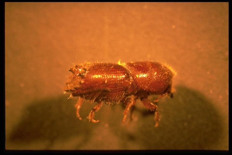 Pine Bark Beetles Are Relatively Common Pests That Can Quickly Kill Pine Trees - KSST