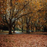 Using Fallen Leaves For Mulch