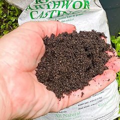 Worm Castings Can Be A Game Changer For Indoor Plant Growth, Production