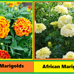 French Marigolds in Your Vegetable Garden