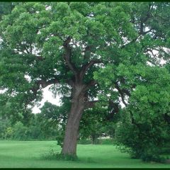 Trees Not wanted in Your Yard