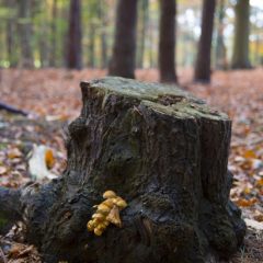 Removing A Tree Stump