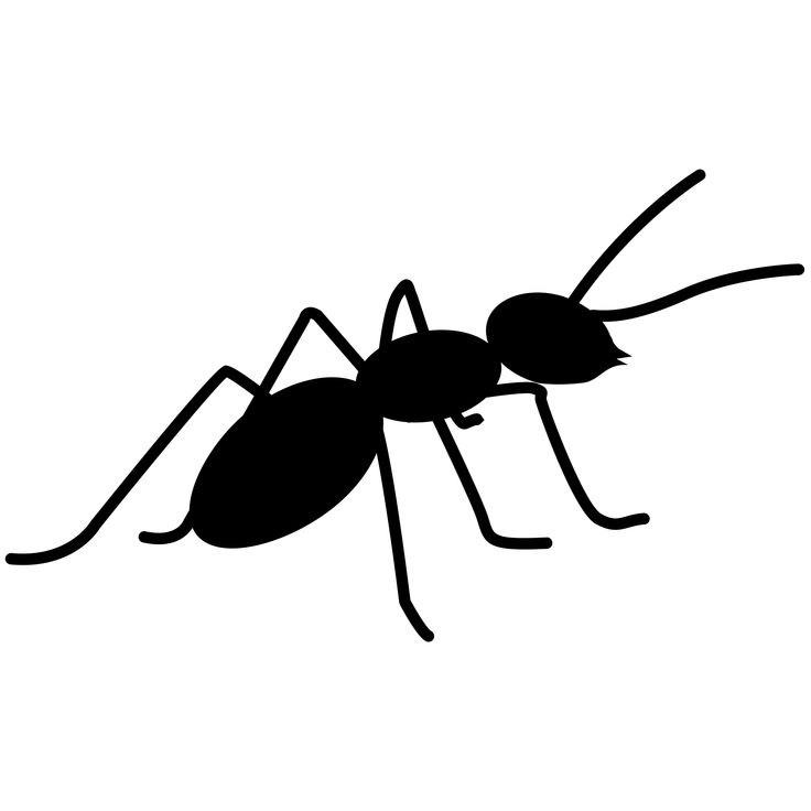 ant