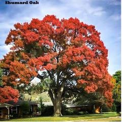 Planning For A New Shade Tree