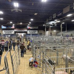 NETLA Livestock Market Show Winners