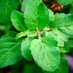 Plant Basil With Your Tomatoes