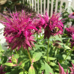 Bee Balm for Your Yard