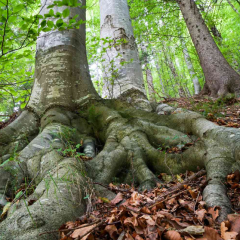 Tree Roots By Mario Villarino