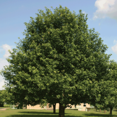 A Mexican White Oak for Your Yard
