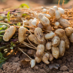 Try Growing Peanuts in Containers
