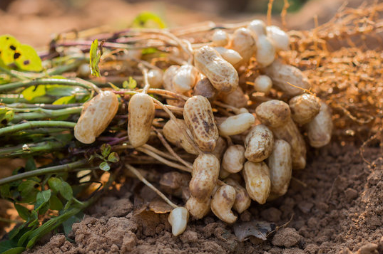 Try Growing Peanuts in Containers - Ksst Radio