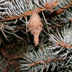 How To Spot A Bagworm By Mario Villarino