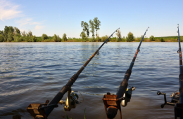 National Invasive Species Awareness Week Feb. 24-28, Supports Initiatives to Prevent Harmful, Non-Native Plants and Wildlife