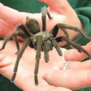 Texas Tarantula Season Has Begun