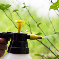 Webworms And Insecticide By Mario Villarino