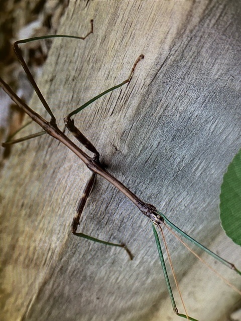 Walkingstick insect
