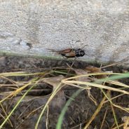 Crickets By Mario Villarino