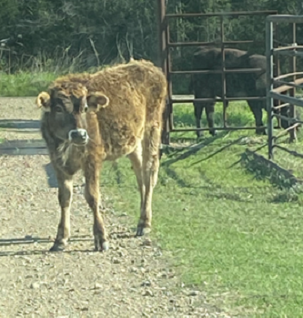 agriculture cows