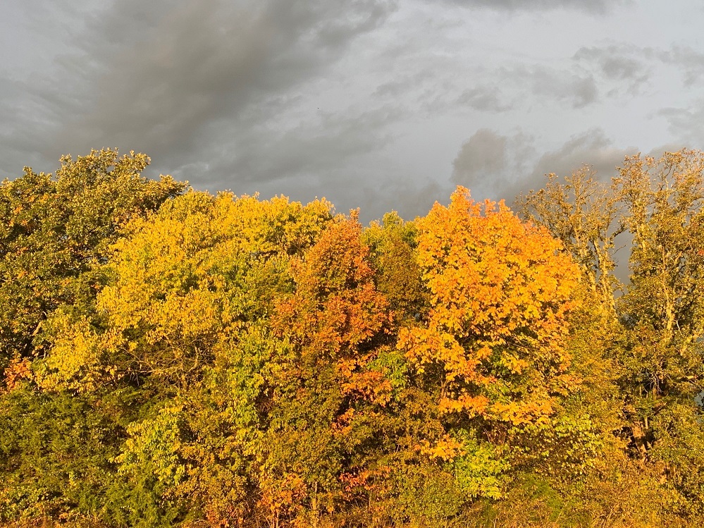 Fall Color 2020 Cooper Lake