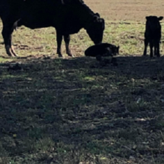 After a Hot Summer the Entire Cow-calf Herd May be Stressed by Mario Villarino