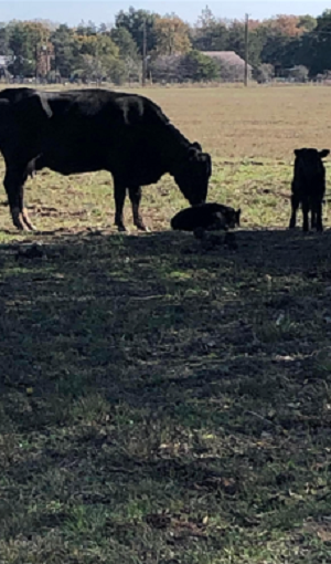 cow and calves