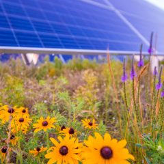 Suspect Attempts to Flee Arrest At Stampede Solar Farm on Skid Steer