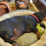 Pets Want to Share Your Thanksgiving Feast? Give Them Green Beans