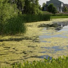 Algae Overgrowth a Common Issue Plaguing Pond Owners by Mario Villarino