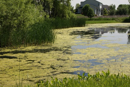 pond with algae