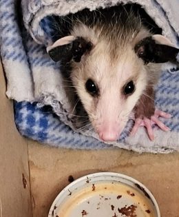 Typhus On The Rise in Texas