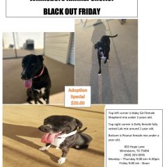 Winnsboro Animal Shelter: Black-Out Friday