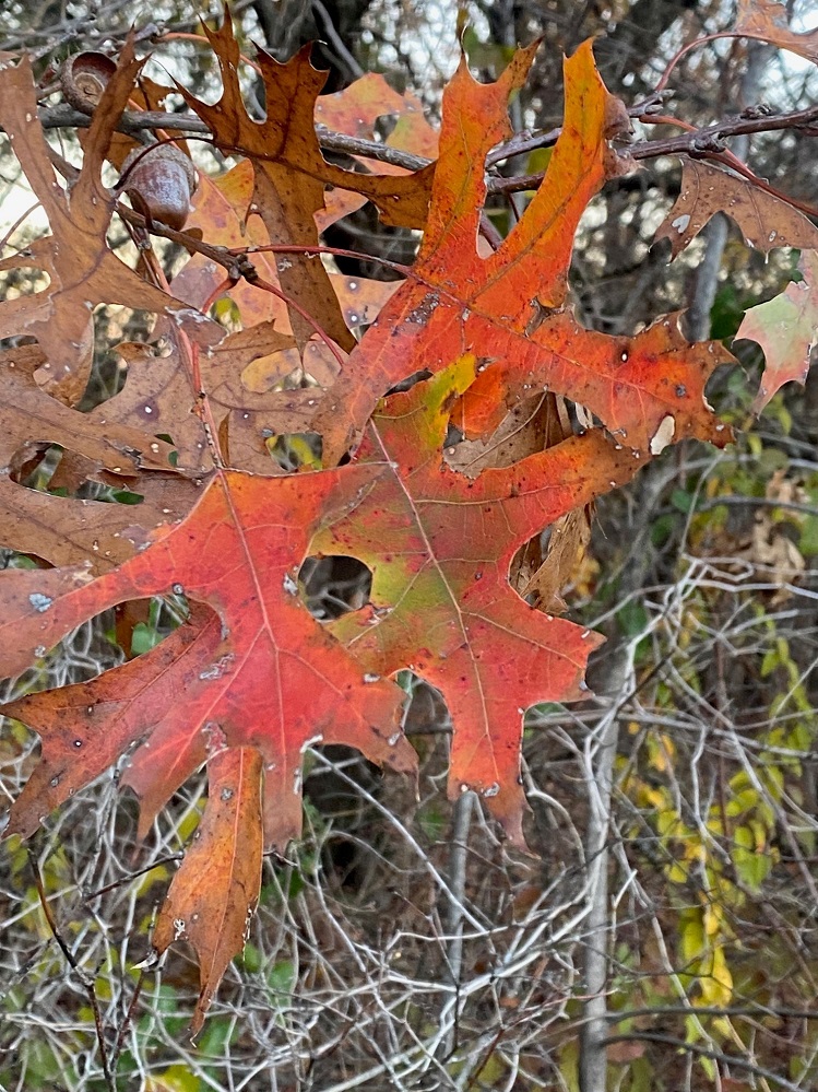 Red Oak Leaves at Cooper State Park