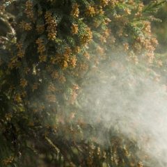 Cedar Fever Season Begins in Texas