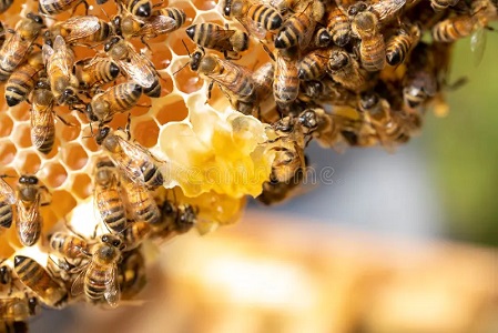 bees and beeswax and honeycomb and hive