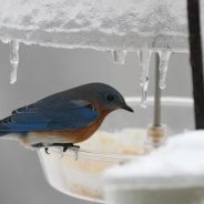 Feed the Birds, Count the Birds and Help the Birds