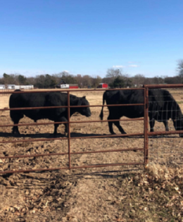 Beef Tallow Ready to Make a Huge Comeback