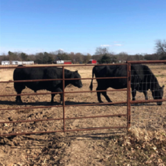 Winter Cattle Feeding Can Be Challenging by Mario Villarino