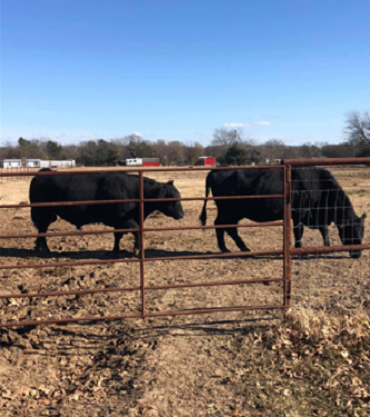 cows in winter