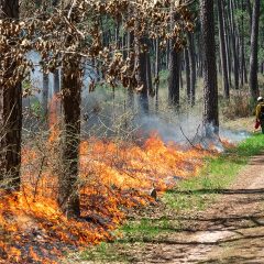 Texas A&M Forest Service Helps Strengthen Texas Landscapes with Prescribed Fire Grants