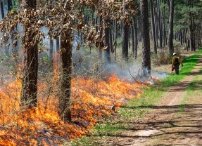 Warm, dry Holiday Weather Elevates Wildfire Risk Across Texas