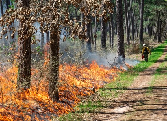 Warm, dry Holiday Weather Elevates Wildfire Risk Across Texas