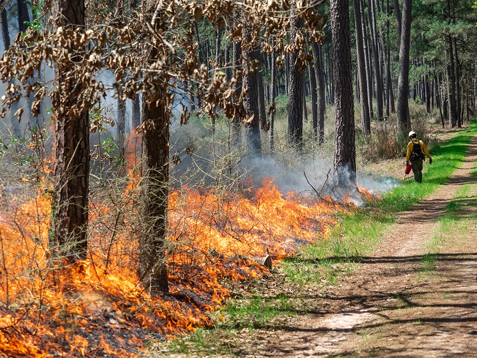Texas A&M Forest Service helps strengthen Texas landscapes with prescribed fire grants