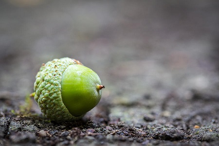 green acorn