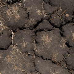 Drought Loosens Grip on Texas Agriculture
