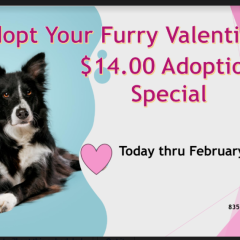 Winnsboro Animal Shelter: February Love Event