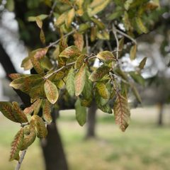 Prevent the Spread of Oak Wilt in Texas